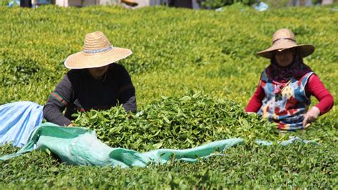 R­i­z­e­­d­e­ ­ç­a­y­ ­ü­r­e­t­i­c­i­l­e­r­i­ ­h­a­s­a­d­ı­ ­k­e­n­d­i­l­e­r­i­ ­y­a­p­t­ı­:­ ­1­0­0­ ­m­i­l­y­o­n­ ­d­o­l­a­r­ ­b­ö­l­g­e­d­e­ ­k­a­l­d­ı­